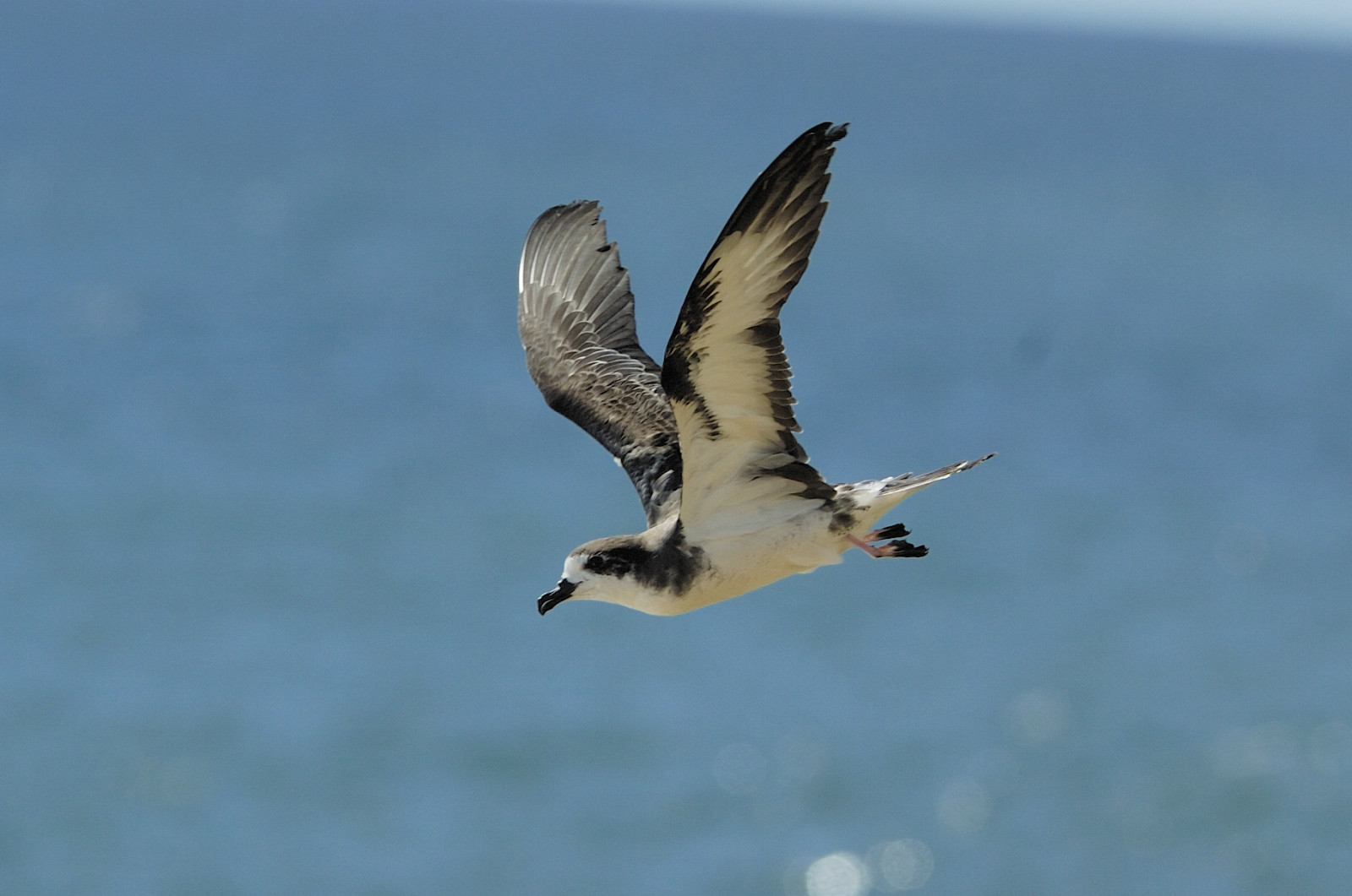 image Hawaiian Petrel